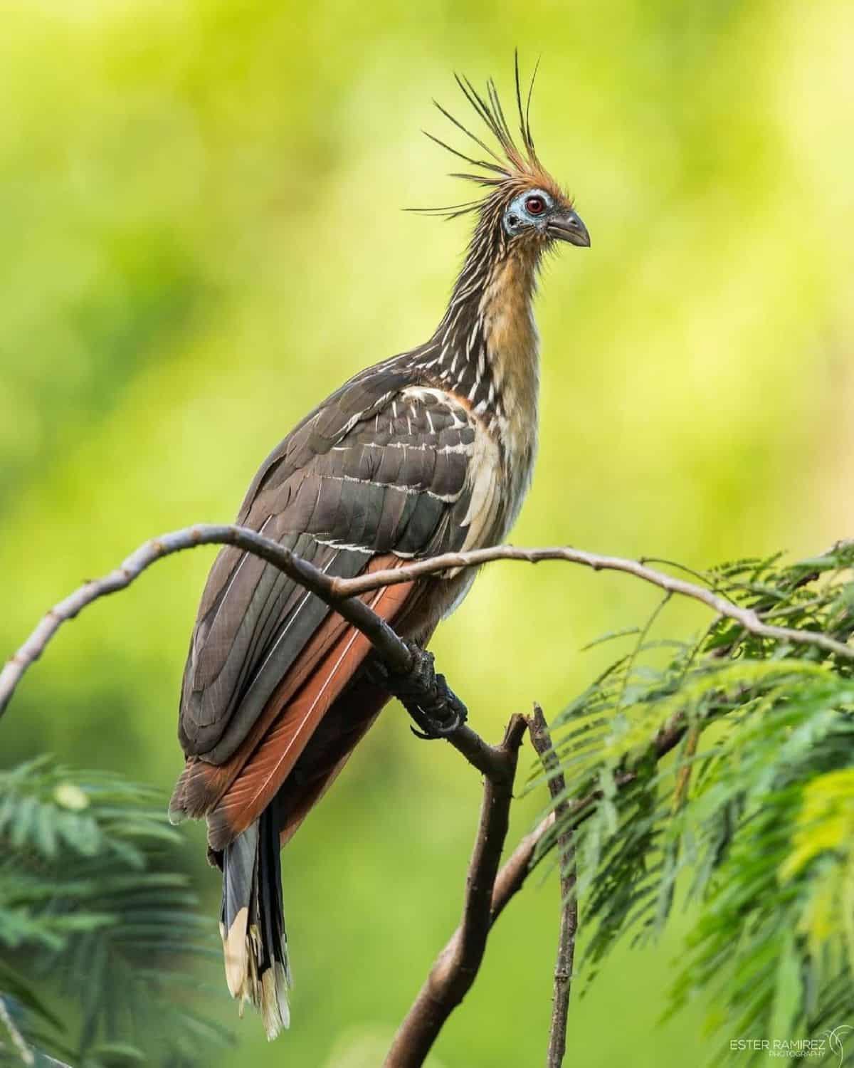 An adorable Hoatzin perched on a branch.