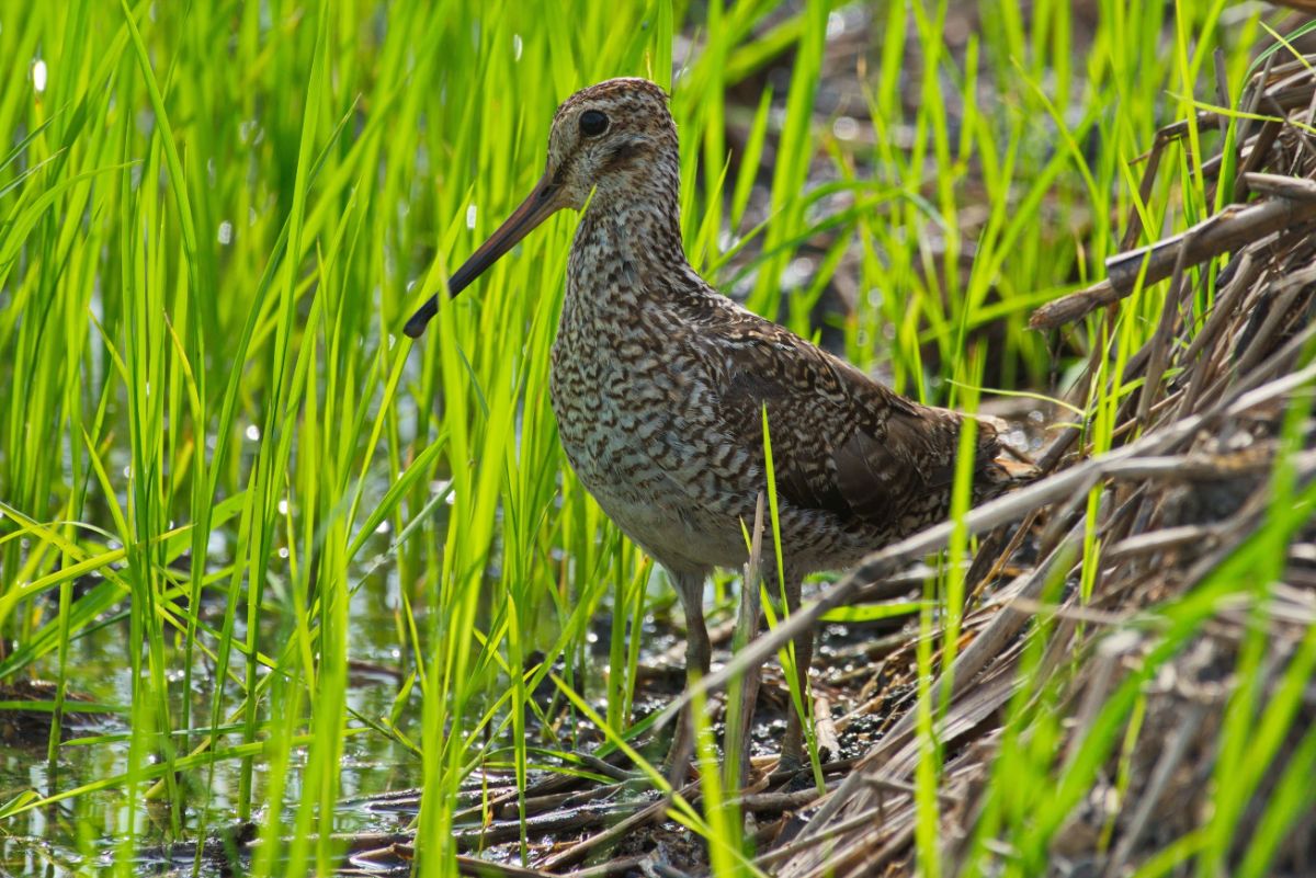 An adorable Latham's Snipe is standing in a swamp on a sunny day.