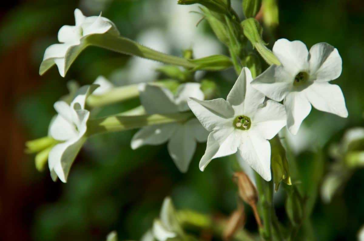 A close-up of white flowers of Flowering Tobacco.