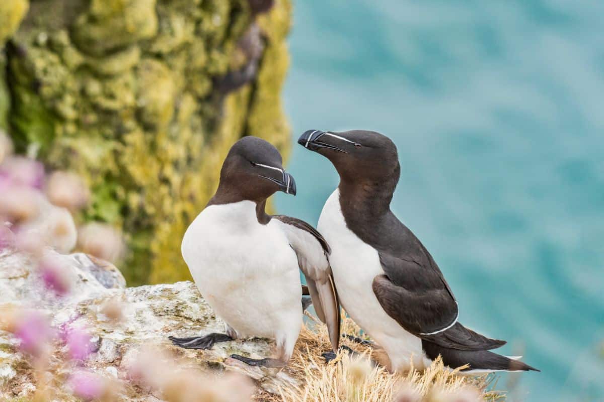 Pair of Razorbills standing on the shore.