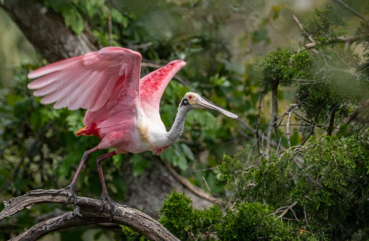 Roseate Spoonbill perched on a tree branch with spread wings.