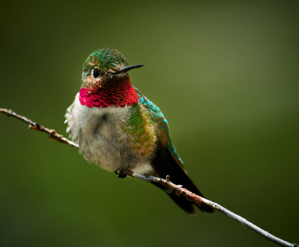 A beautiful Ruby-throated Hummingbird perched on a thin branch.