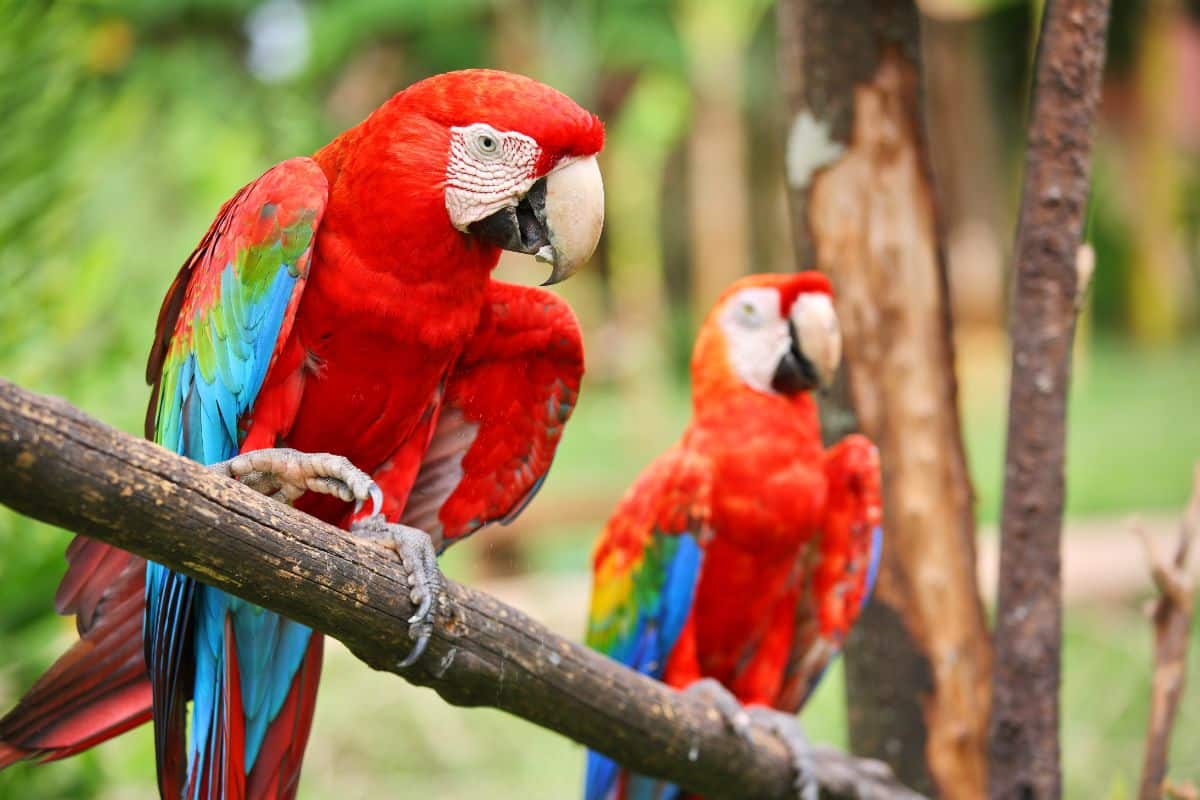 Two beautiful Scarlet Macaws perched on a branch.