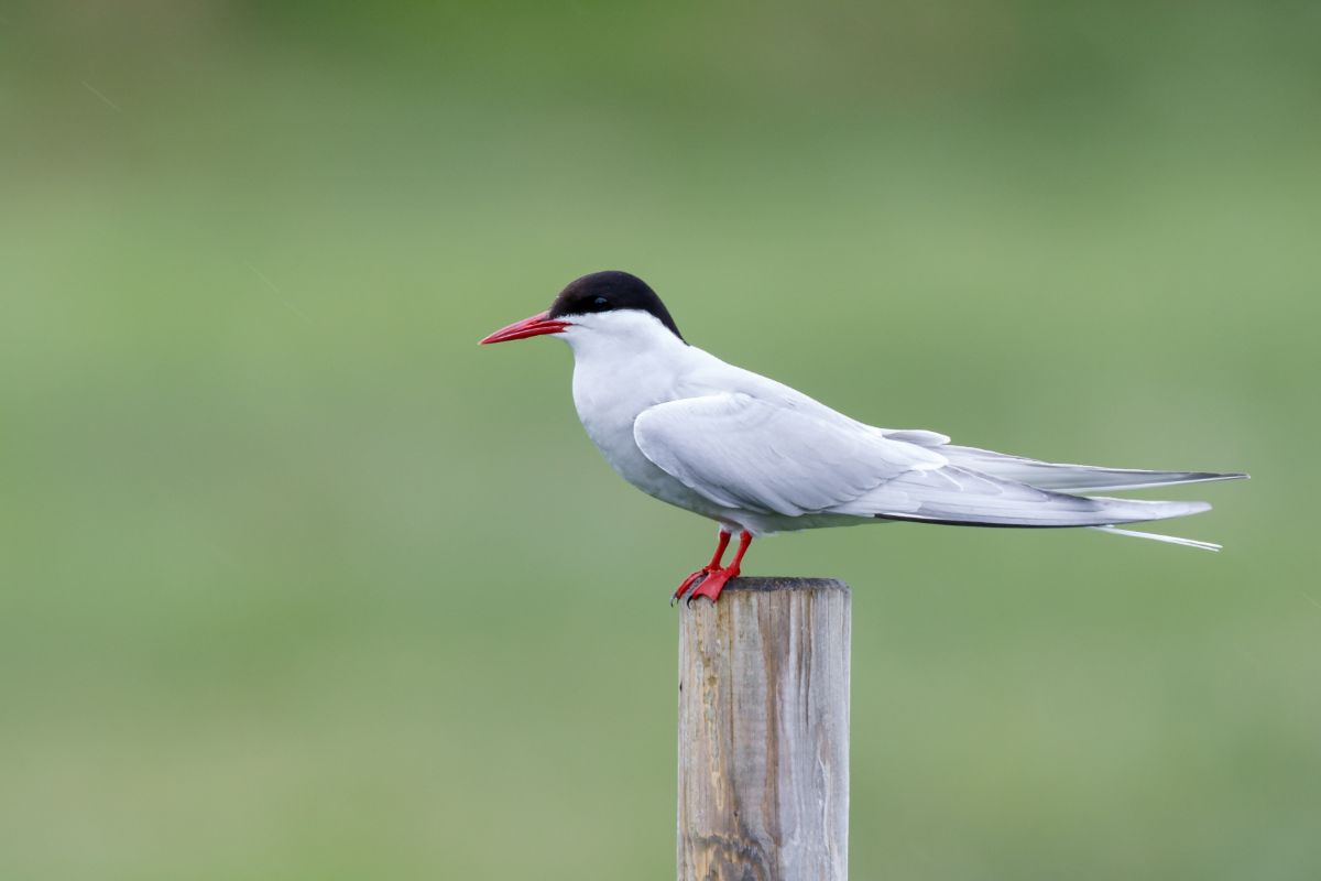 An adorable Tern perched on a wooden pole.