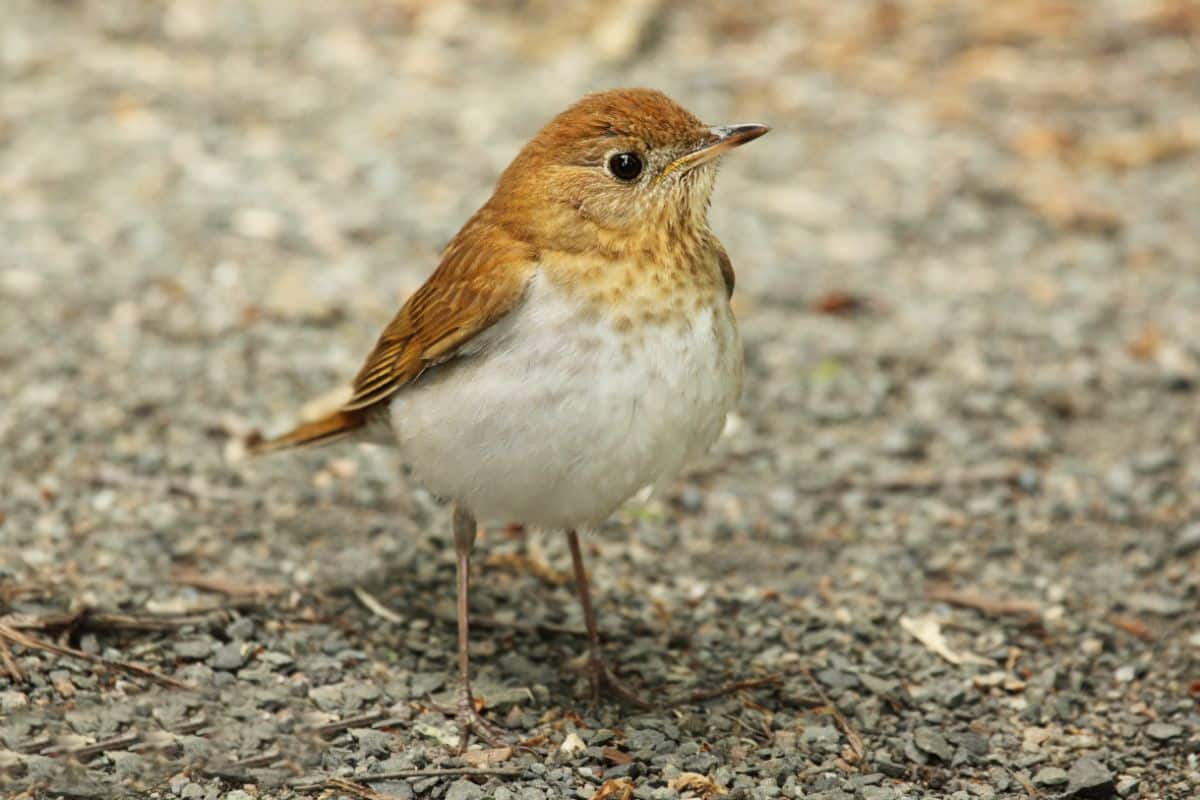 A cute Veery is standing on the ground.