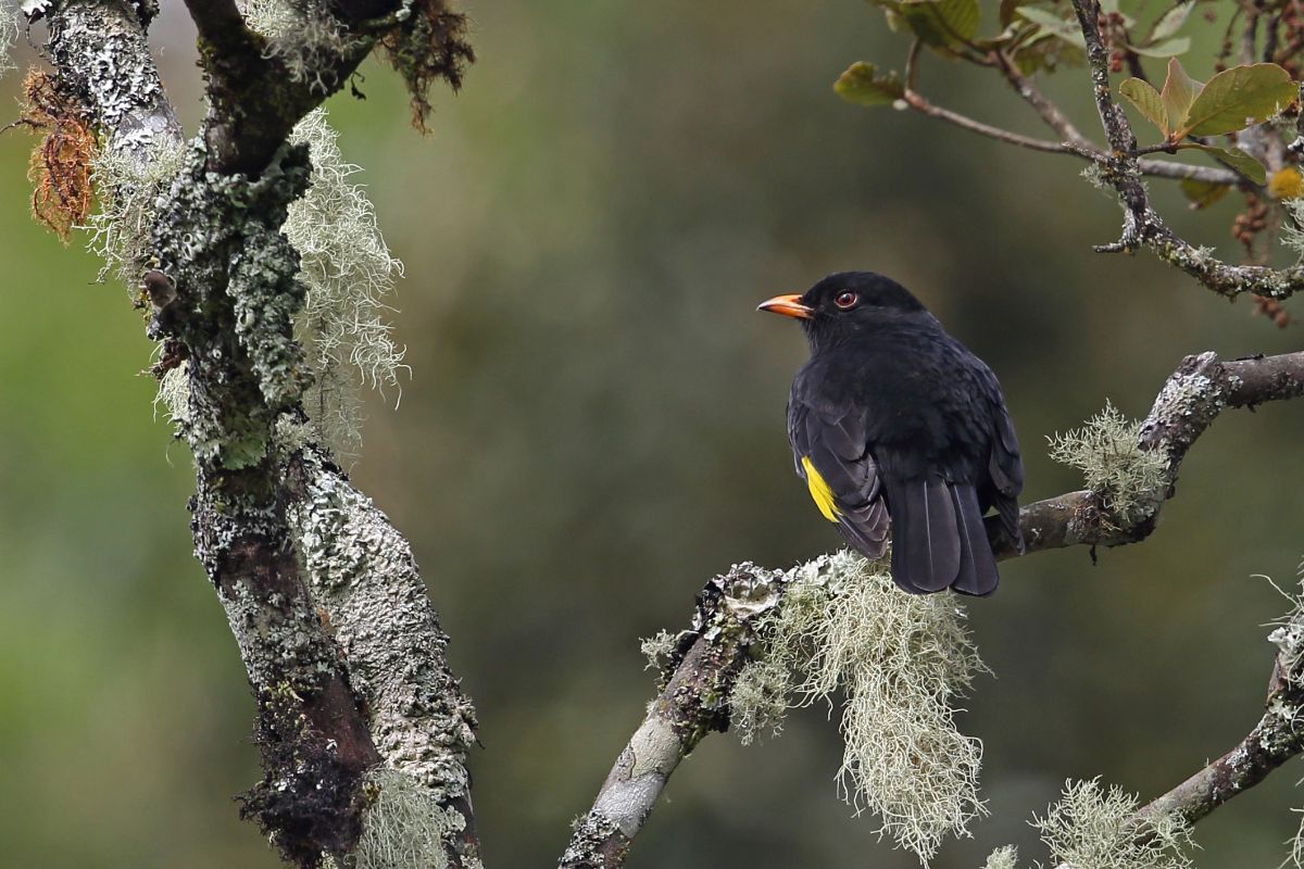 A cute Black-and-Gold Cotinga perched on a branch.