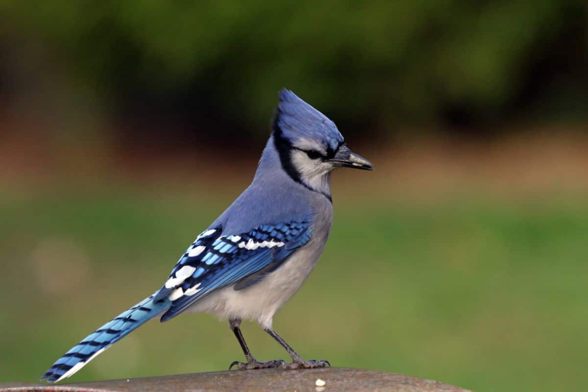 An adorable Blue Jay is standing on a rock.