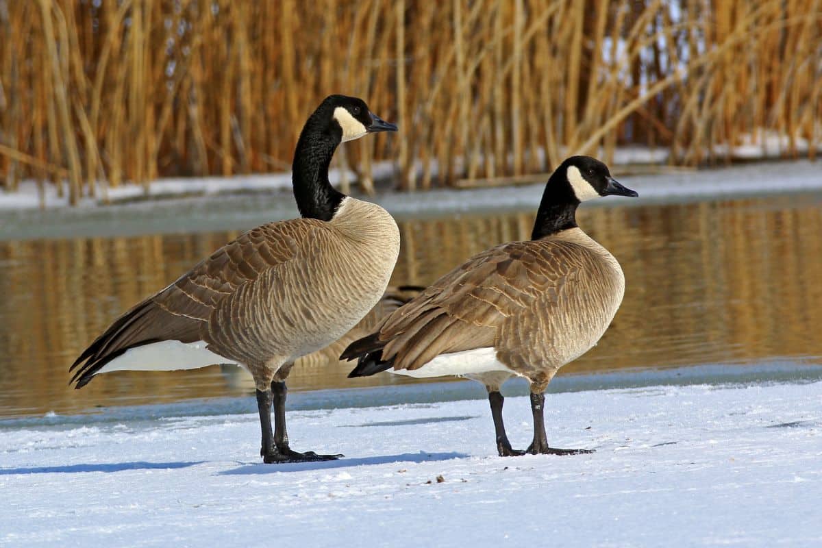 Two Canada Geese standing on partially frozen water.