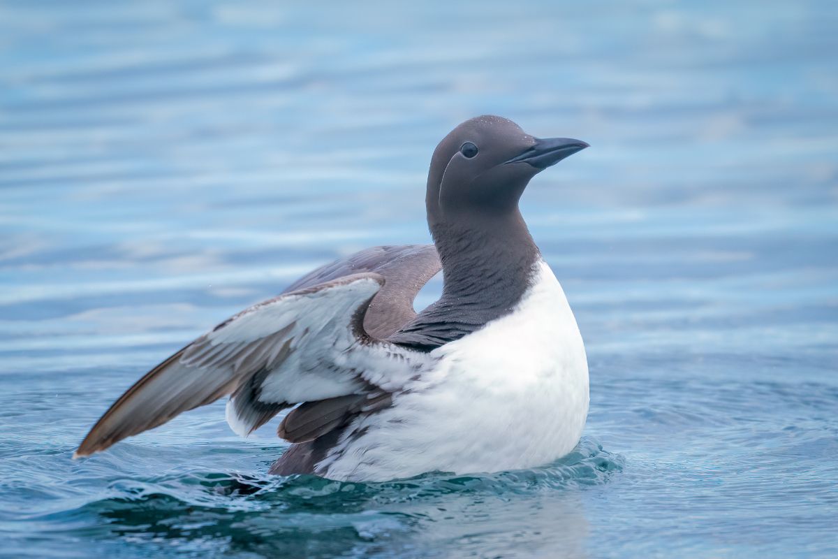 A beautiful common Murre is swimming in the water.