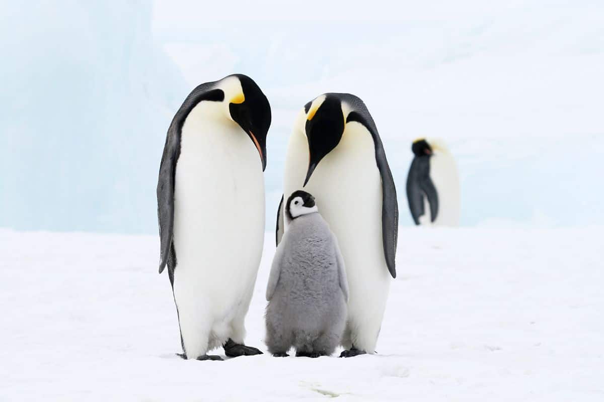 A family of Emperor Penguins.