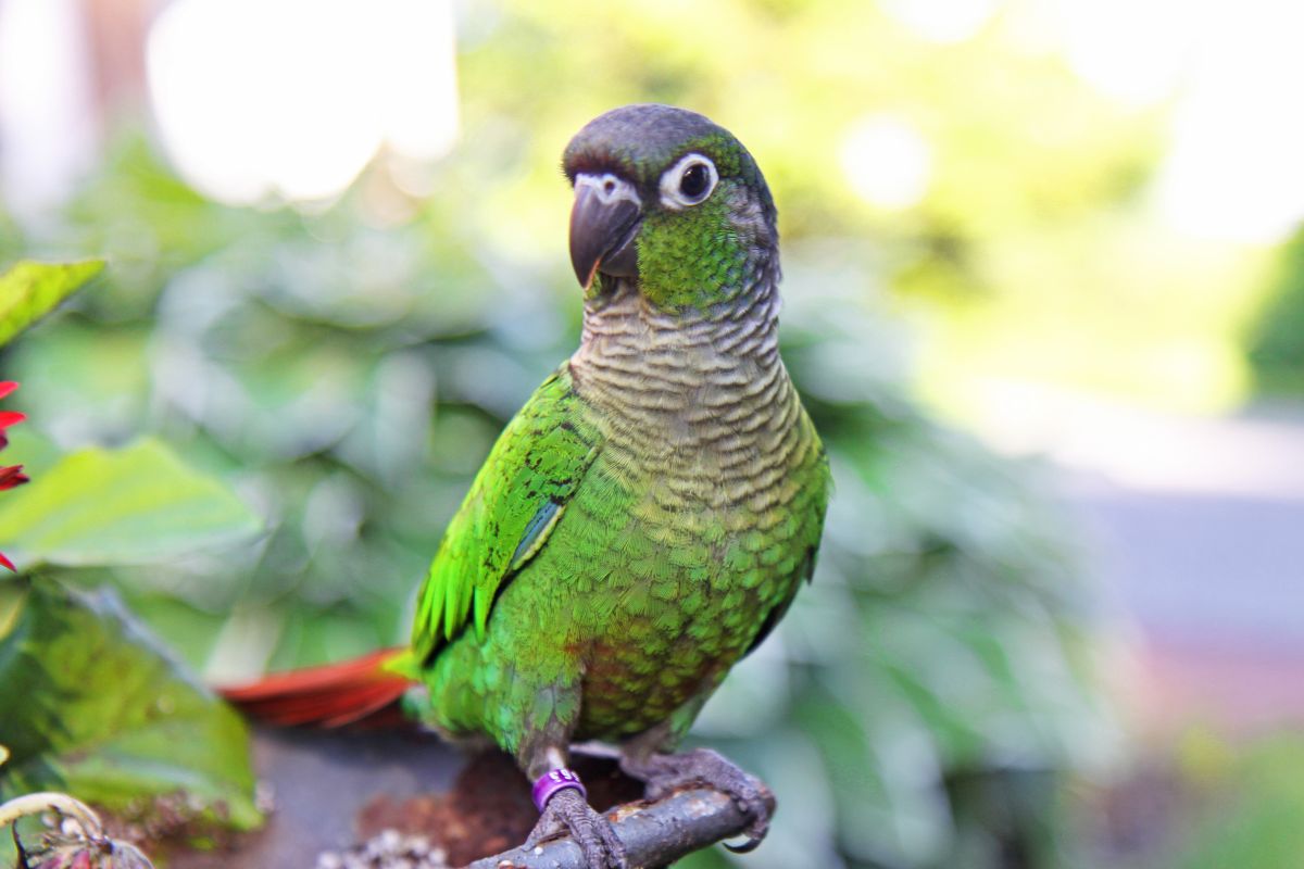 A cute Green Cheeked Conure perched on a branch.