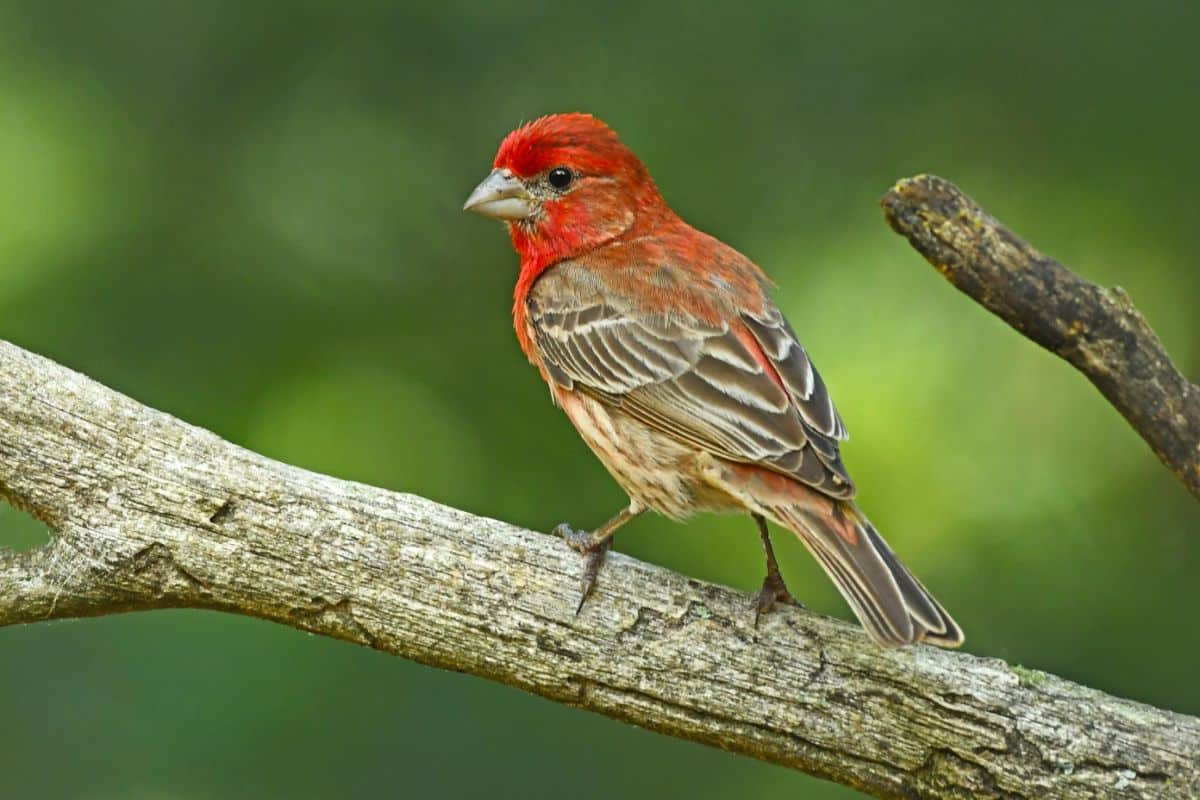 A beautiful House Finch perched on a branch.