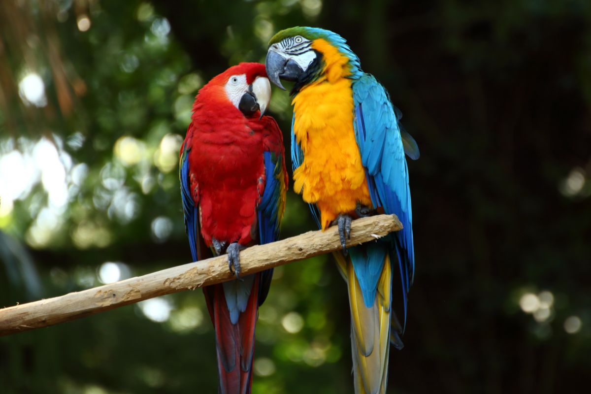 Two beautiful Macaws perched on a wooden stick.