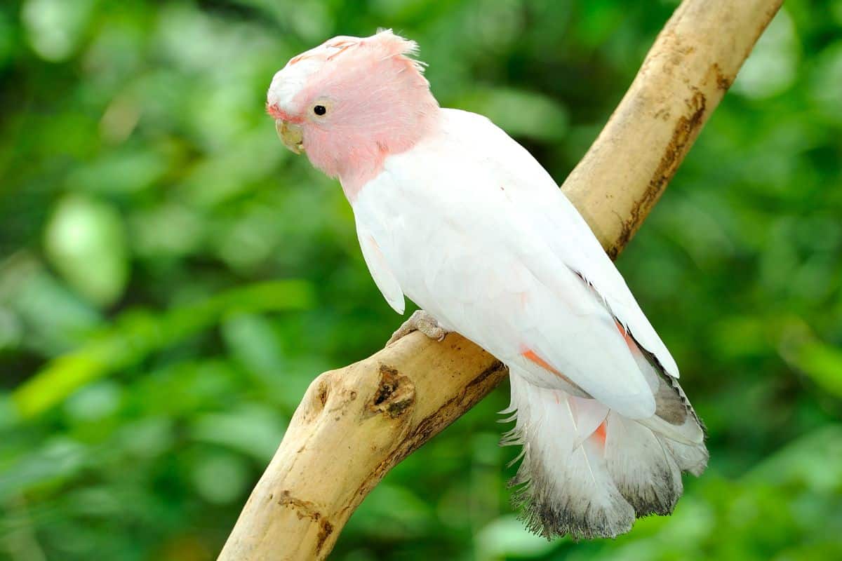 An adorable Major Mitchell’s Cockatoo perched on a branch.