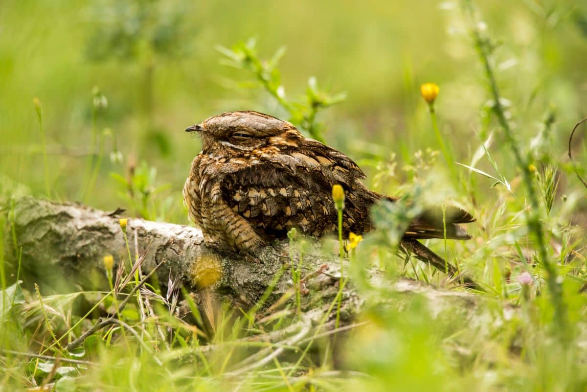 An adorable Nightjar perched on a wooden log.