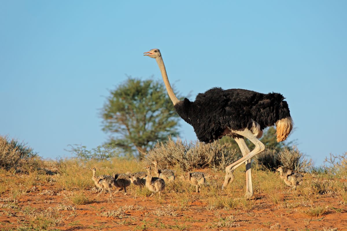 A big Ostrich with chicks walking in the savannah.