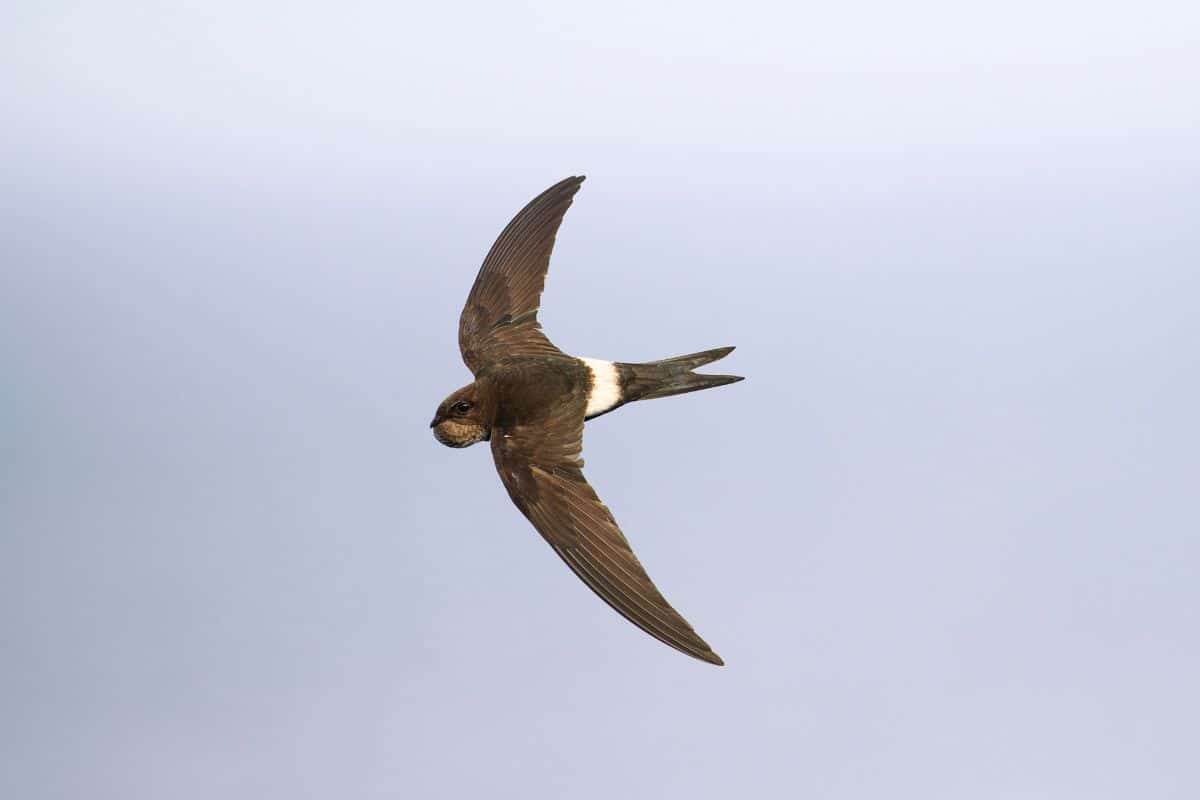 A flying Pacific Swift.