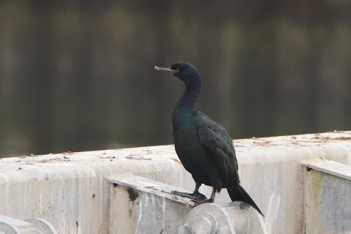 A beautiful Pelagic Cormorant is standing on a metal construction.