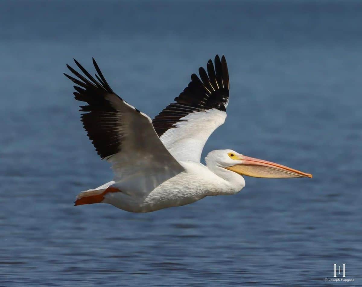 A big flying Pelican.