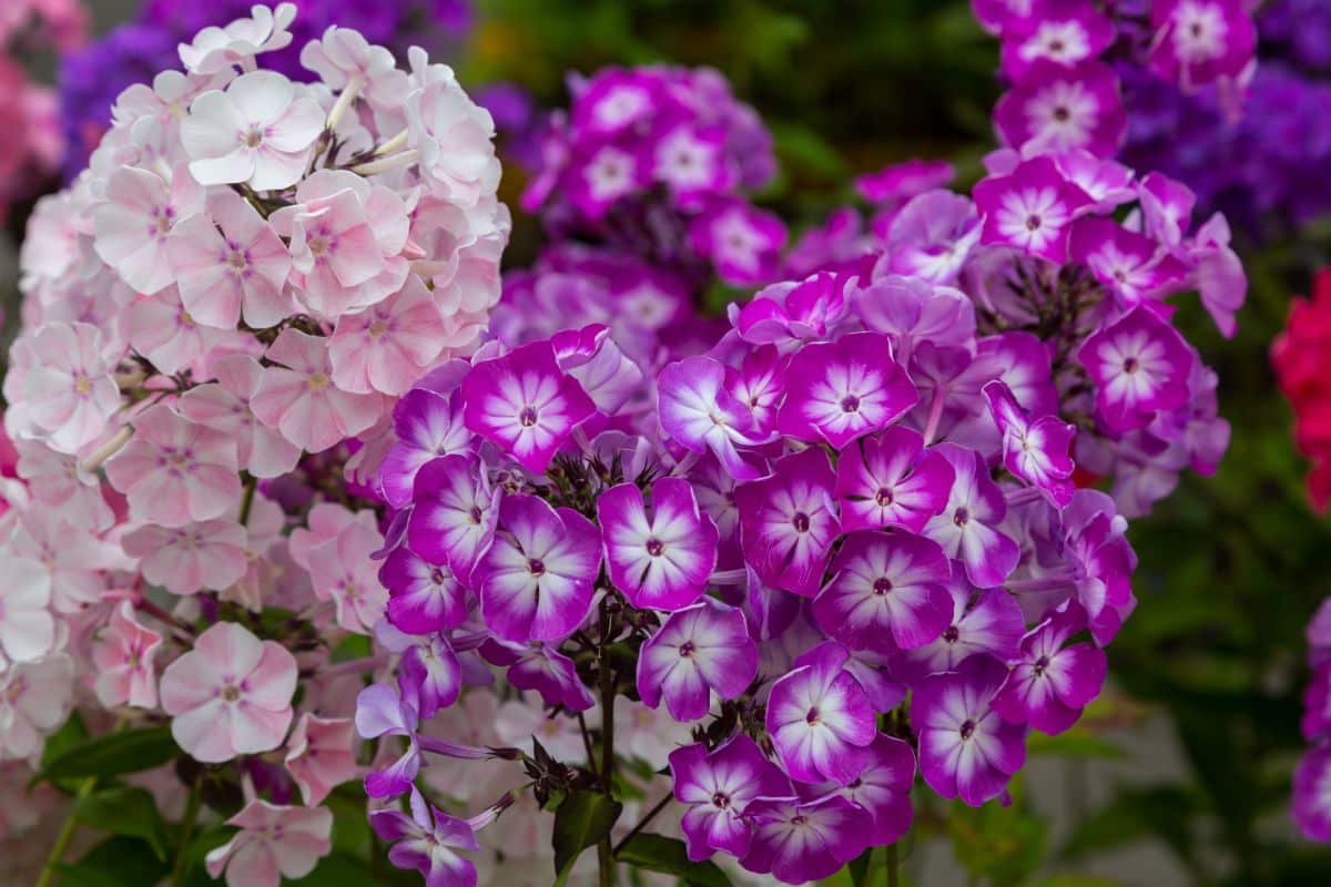 Different varieties of flowering Phlox 