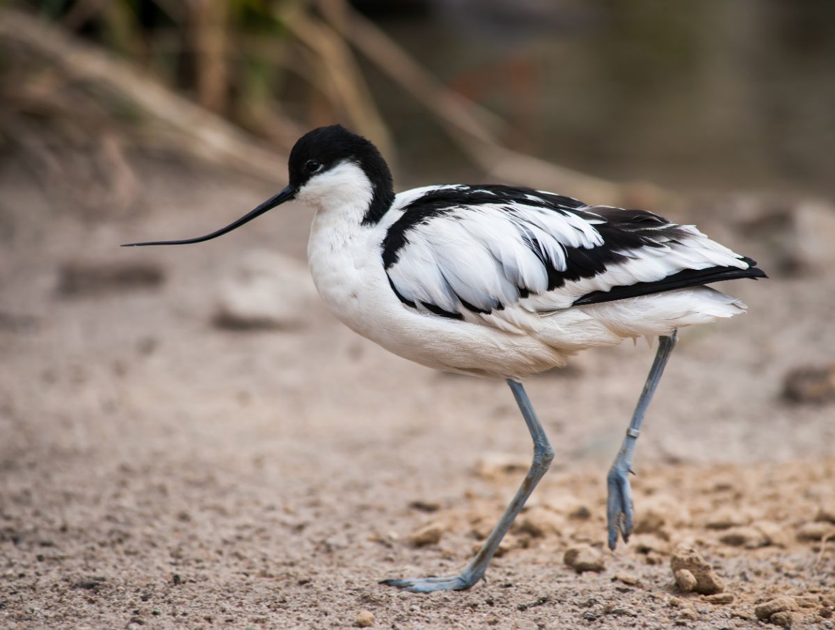 An adorable Pied Avocet is walking on shore.