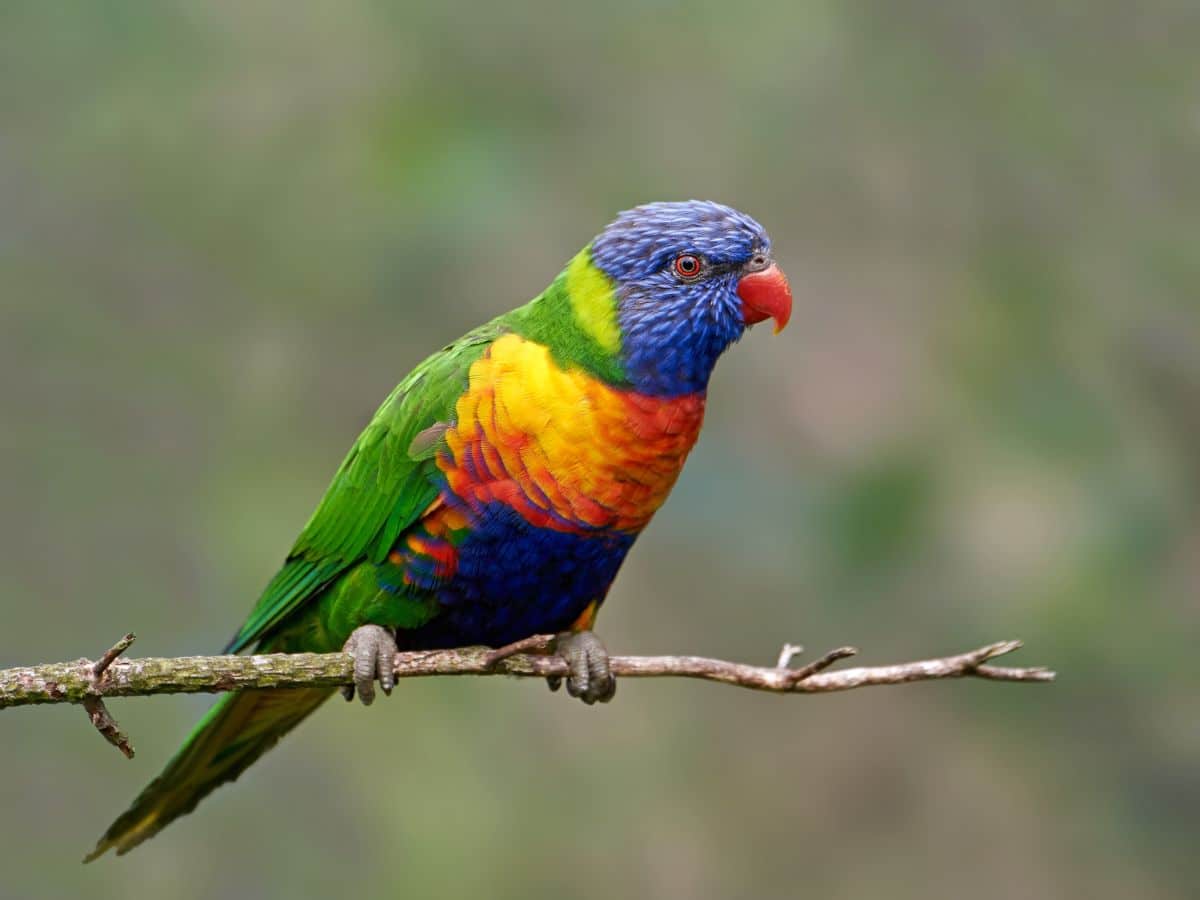 A beautiful Rainbow Lorikeet perched on a thin branch.
