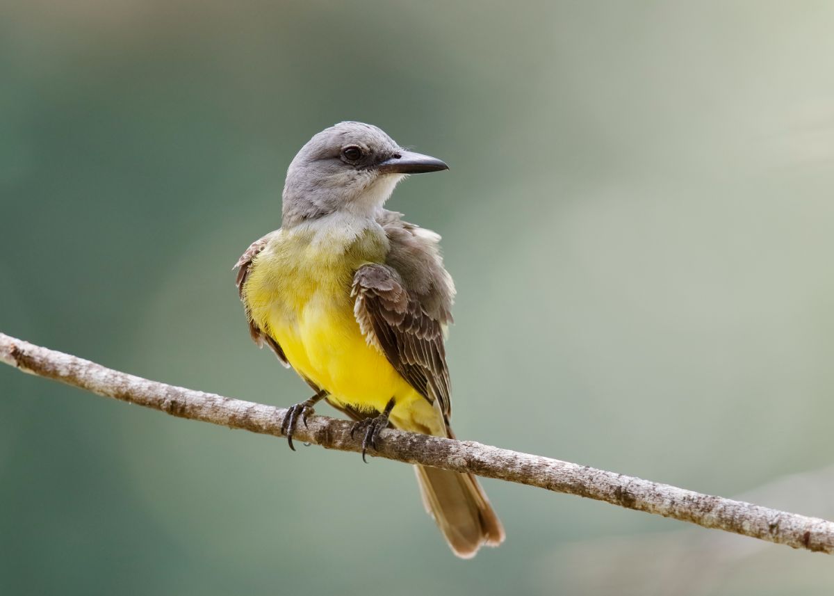 An adorable Tropical Kingbird perched on a branch.