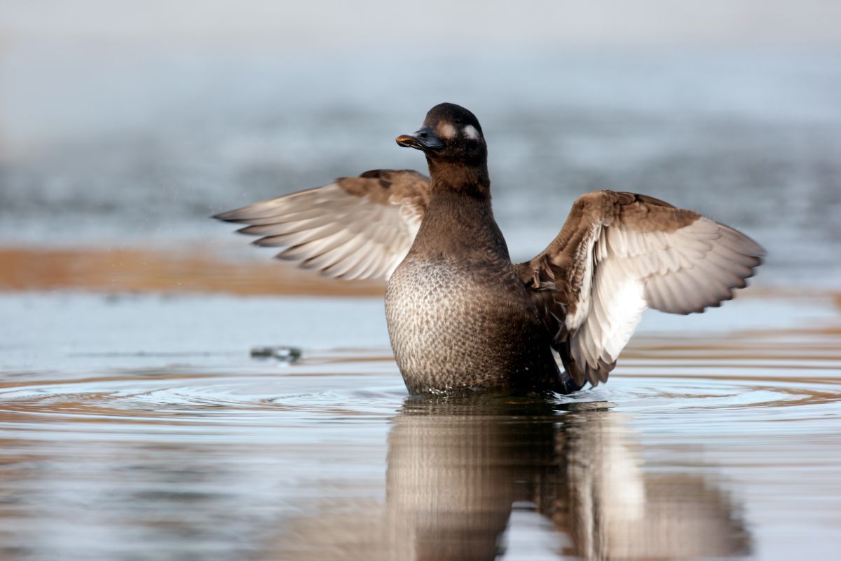 Velvet Scoter with spread wings in shallow water.