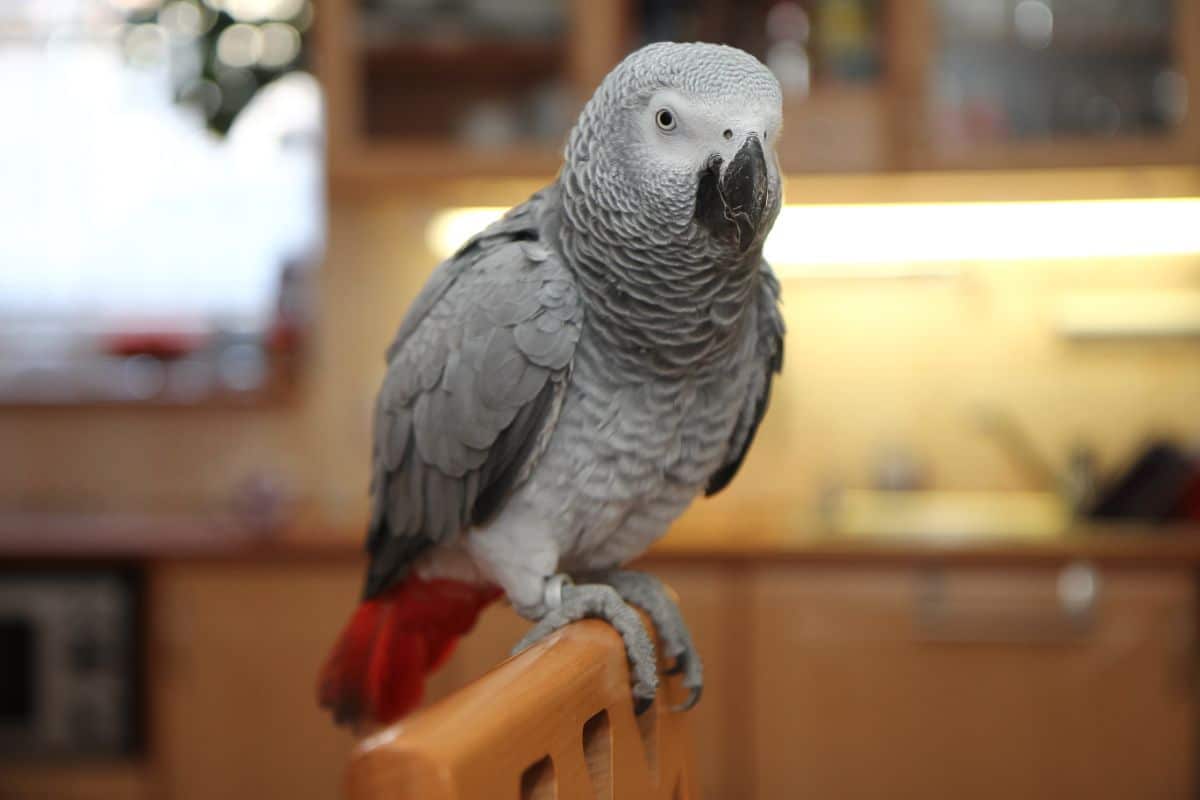 A beautiful African Grey perched on a wooden chair.