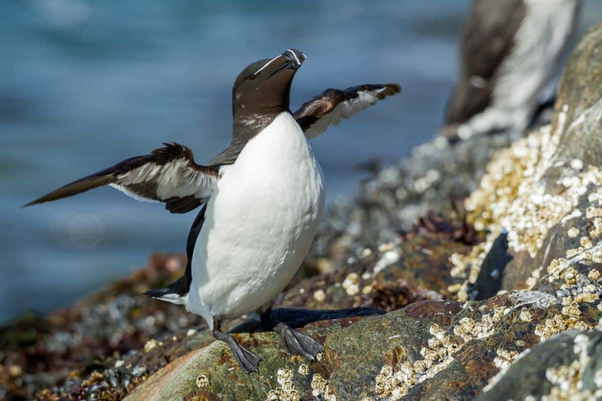 An adorable Auk with spread wings is standing on a rock.