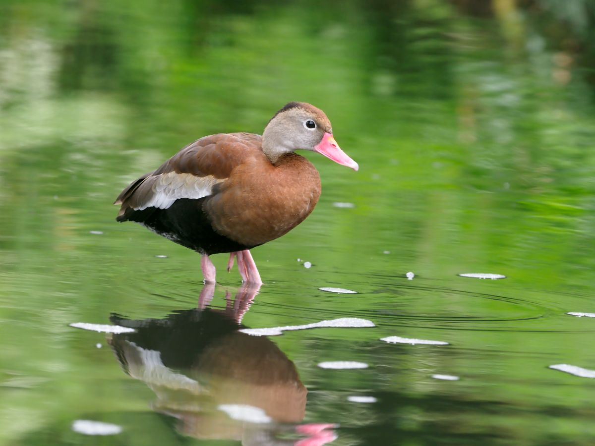 An adorable Black-Bellied Whistling Duck is standing in shallow water.