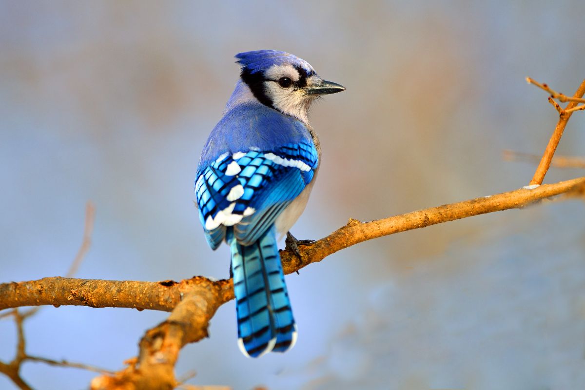 A beautiful Blue Jay perched on a branch.