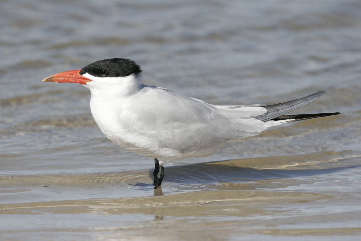 An adorable Caspian tern is standing in shallow water.