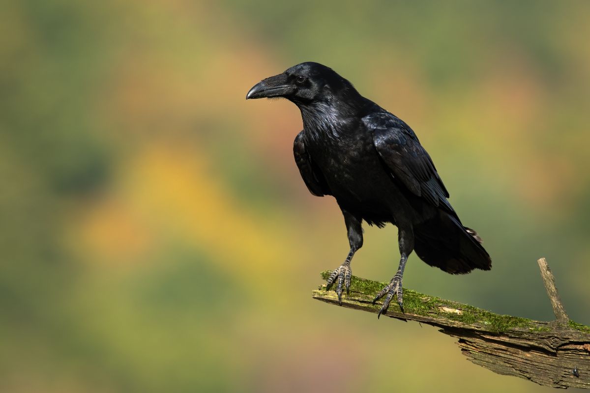 A beautiful Common Raven perched on an old broken branch.