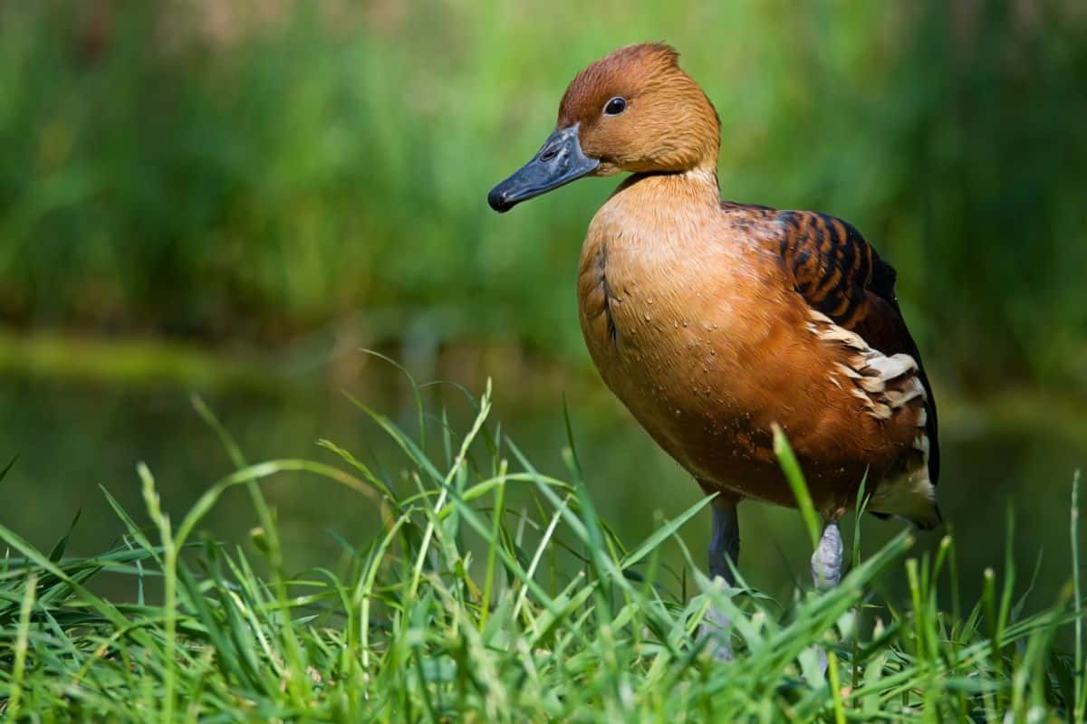 A beautiful Fulvous Whistling Duck is standing in green grass.