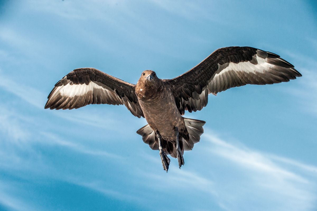 A flying Great Skuas.