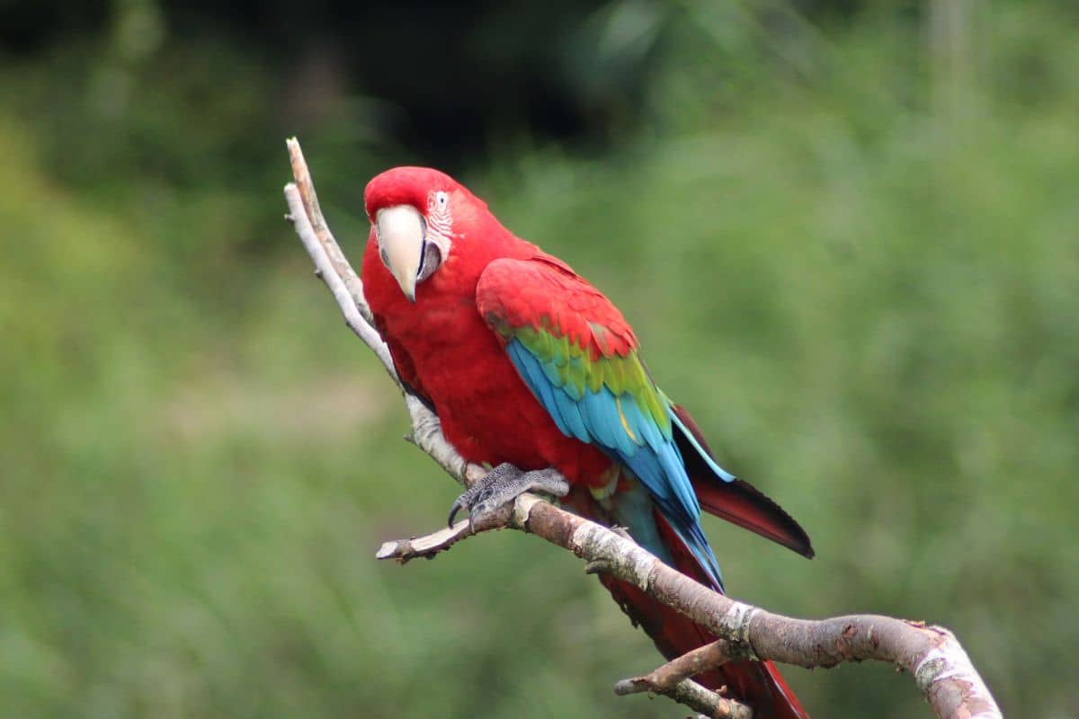 A beautiful, colorful Greenwing Macaw perched on a branch.