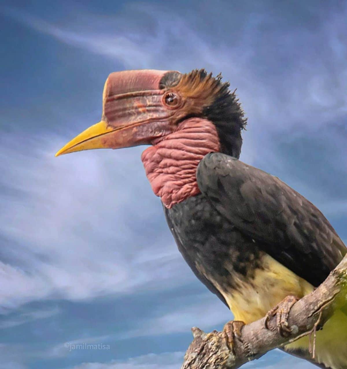 A beautiful Helmeted Hornbill perched on a branch.