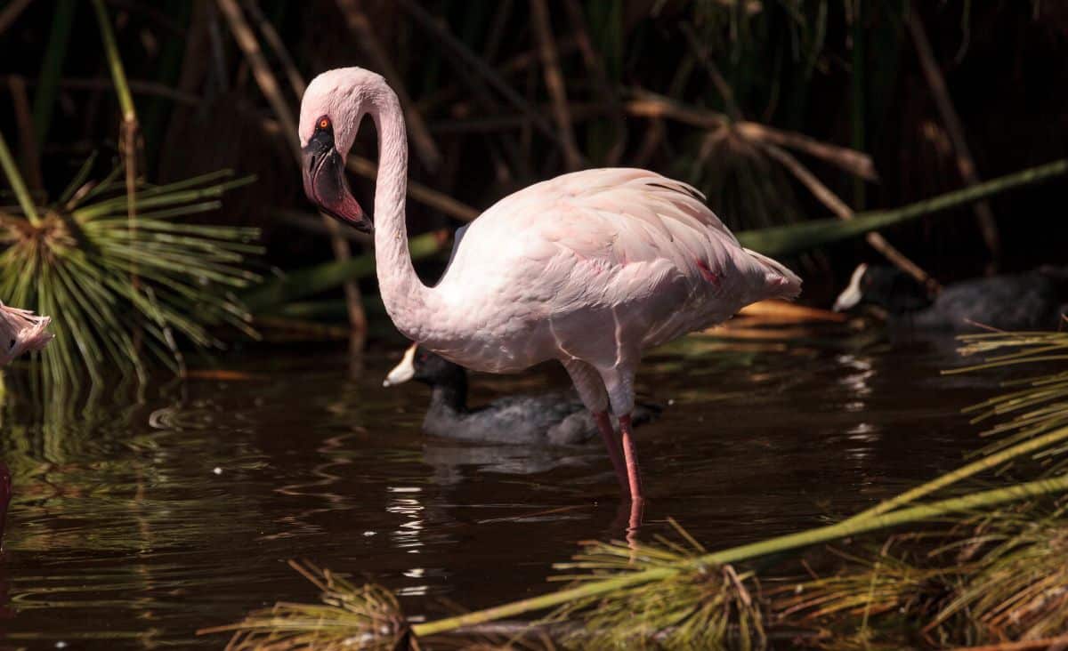 A beautiful Lesser Flamingos is standing in shallow water.