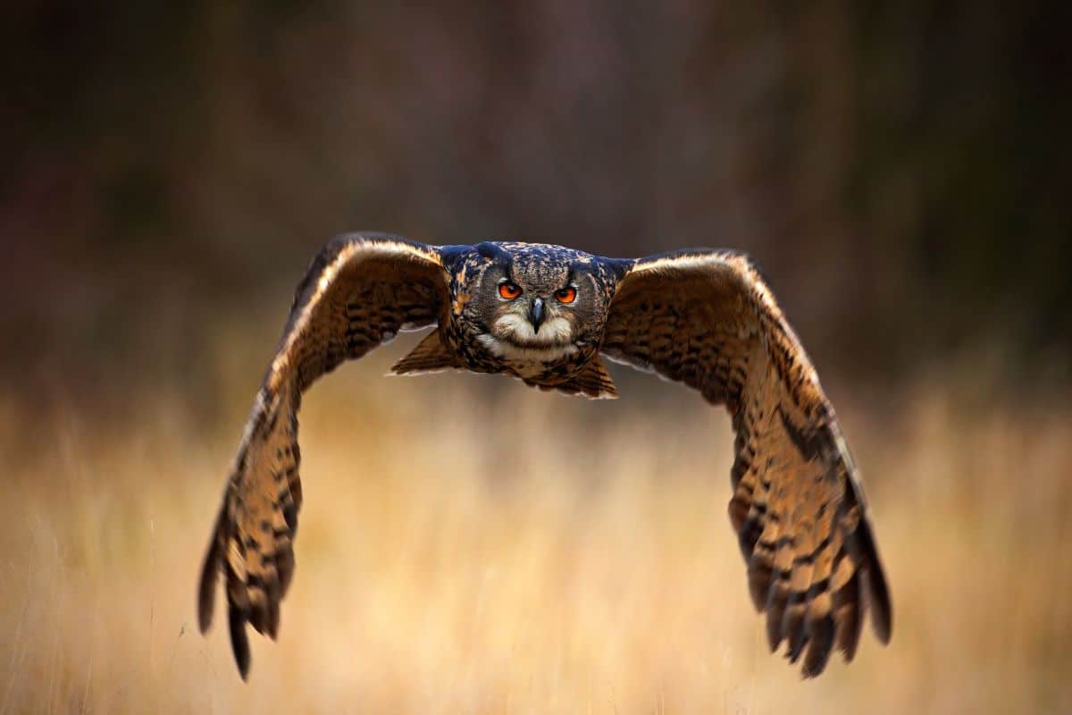 A beautiful flying owl.