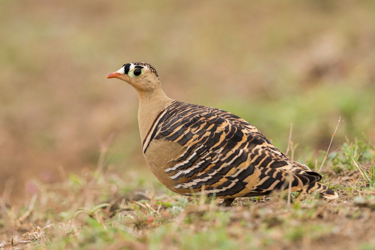 A beautiful Painted Sandgrouse is standing on the ground.