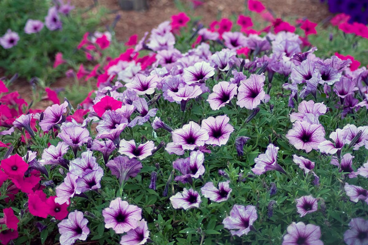 A beautiful flowering Petunia grows in the garden.