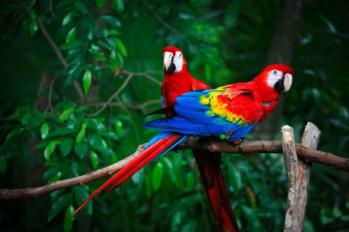Two beautiful Scarlet Macaws perched on a wooden pole.