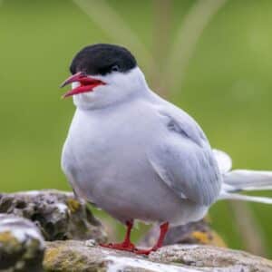 An adorable Artic Tern with an open beak is standing on a rock.