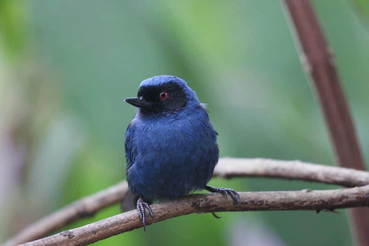 An adorable Venezuelan Flowerpiercer perched on a branch.