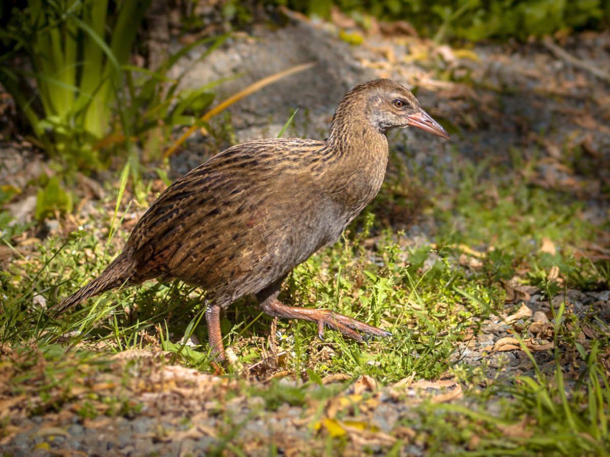 An adorable Weka walking on the ground.