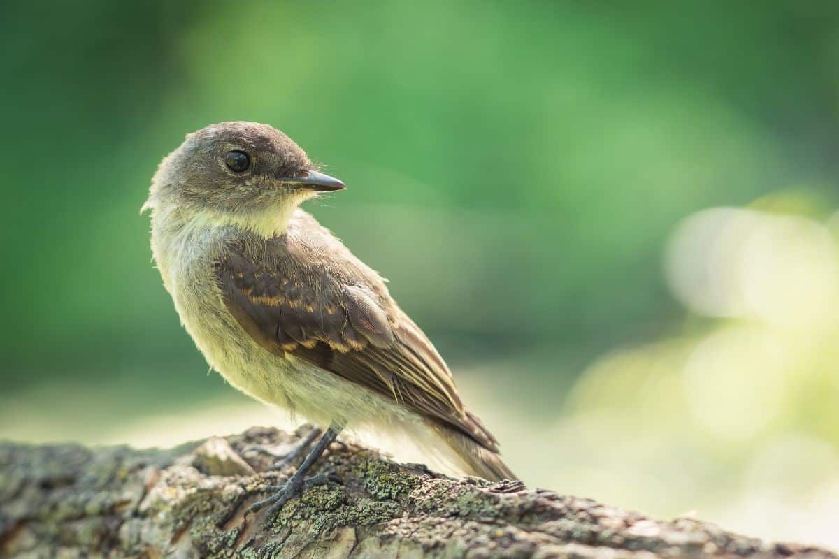 An adorable Woodpecker Finch perched on a branch.