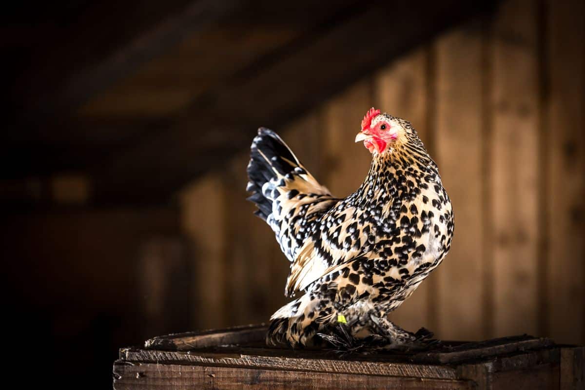An adorable Bantam chicken in a chicken coop.