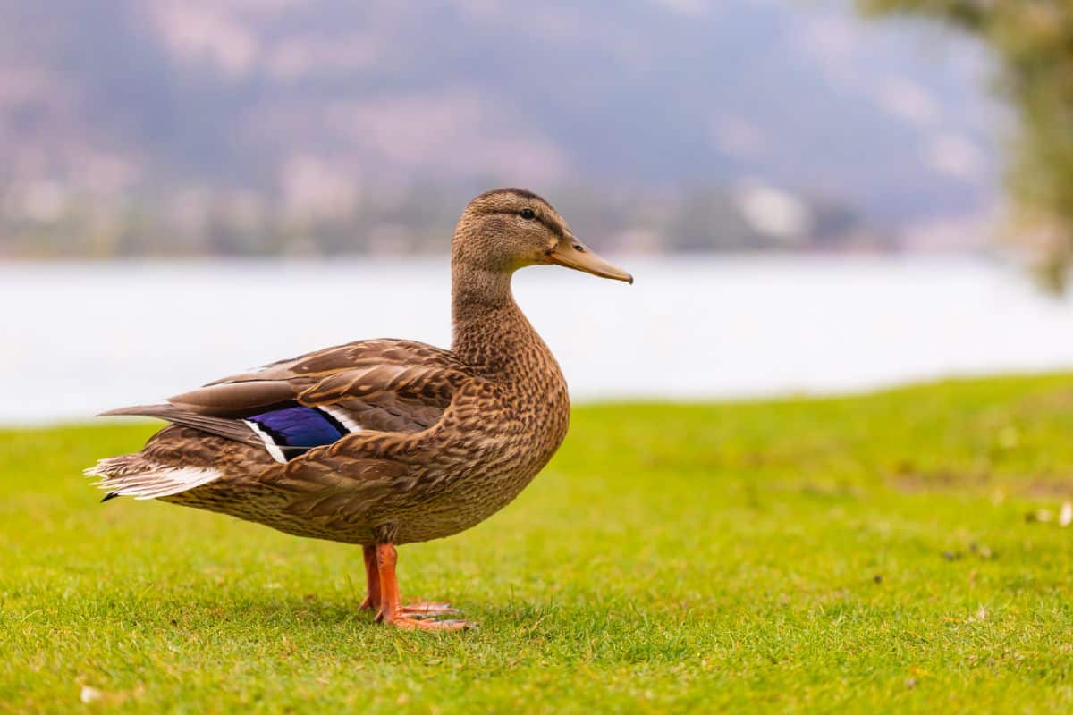 An adorable brown duck is standing on a green meadow near the water.