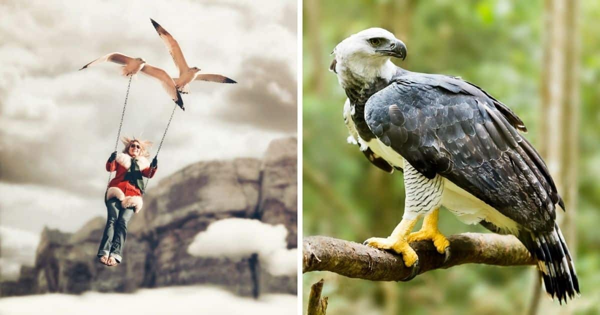 Can Birds Carry Humans 7 Surprising Facts Bird Nature can-birds-carry-humans-7-surprising-facts-bird-nature